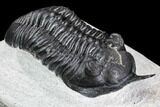 Morocconites Trilobite Fossil - Morocco #108537-2